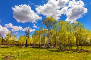 Spring Aspens on Boulder Mountain-0949 Spring Aspens on Boulder Mountain-0949